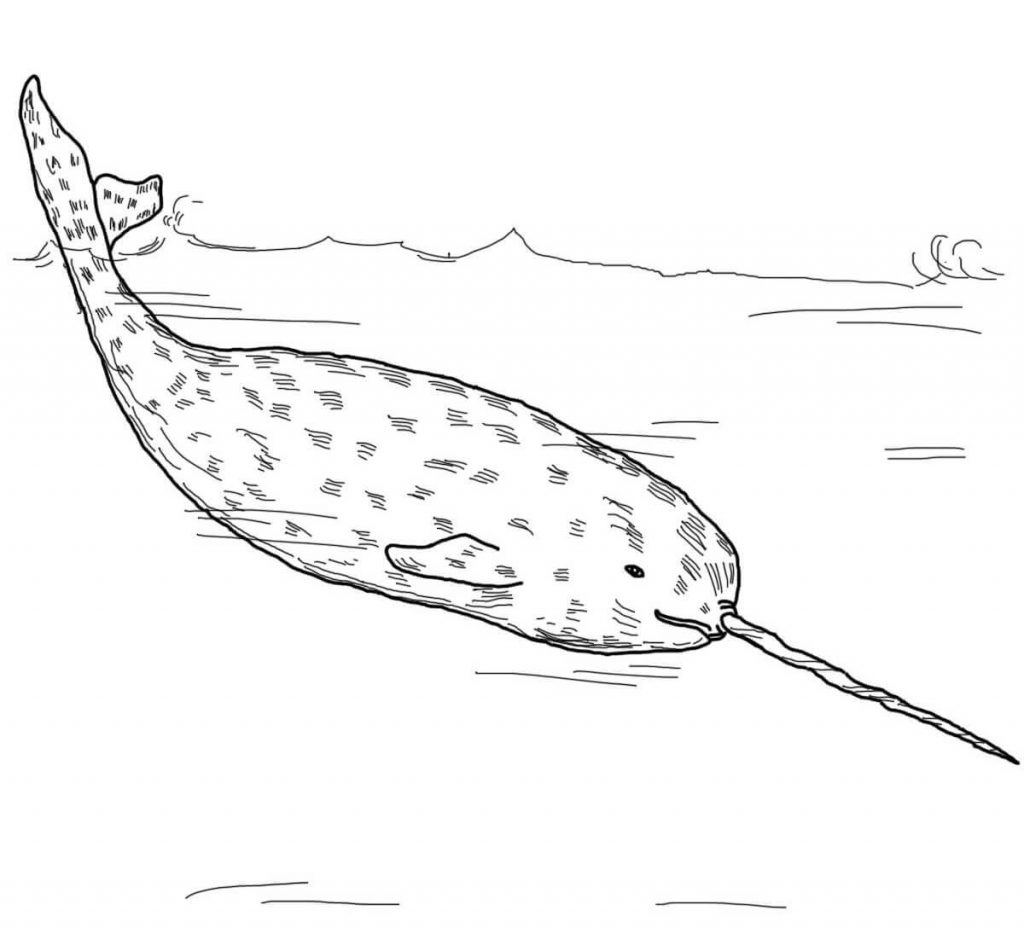 Realistic Narwhal Coloring Page