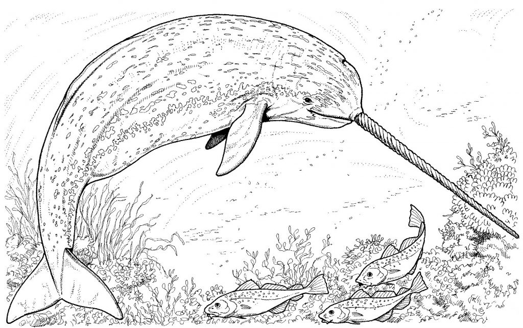 Realistic Narwhal Coloring Page