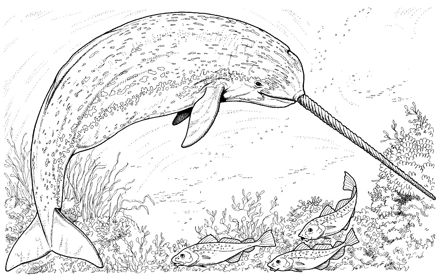 Download Narwhal Coloring Pages - Best Coloring Pages For Kids