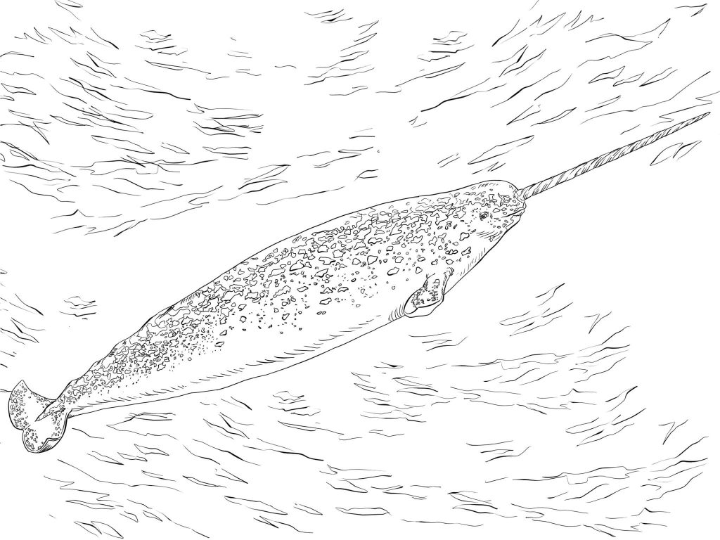 Realistic Narwhal Coloring Pages