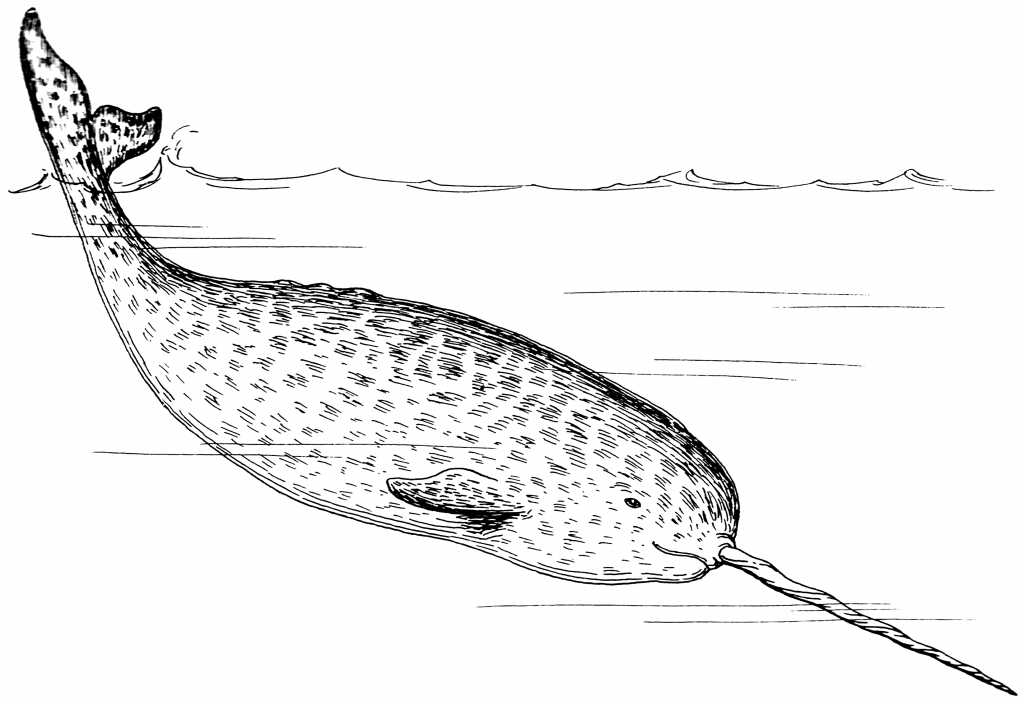 Realistic Narwhal Coloring Sheet