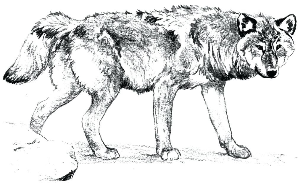 Realistic Wolf Adult Coloring Pages
