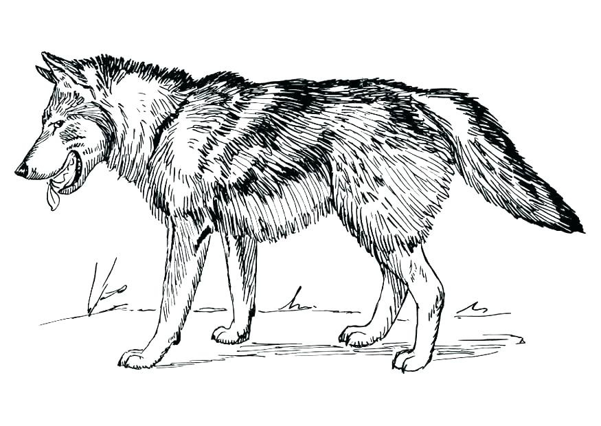 Wolf Coloring Pages for Adults - Best Coloring Pages For Kids