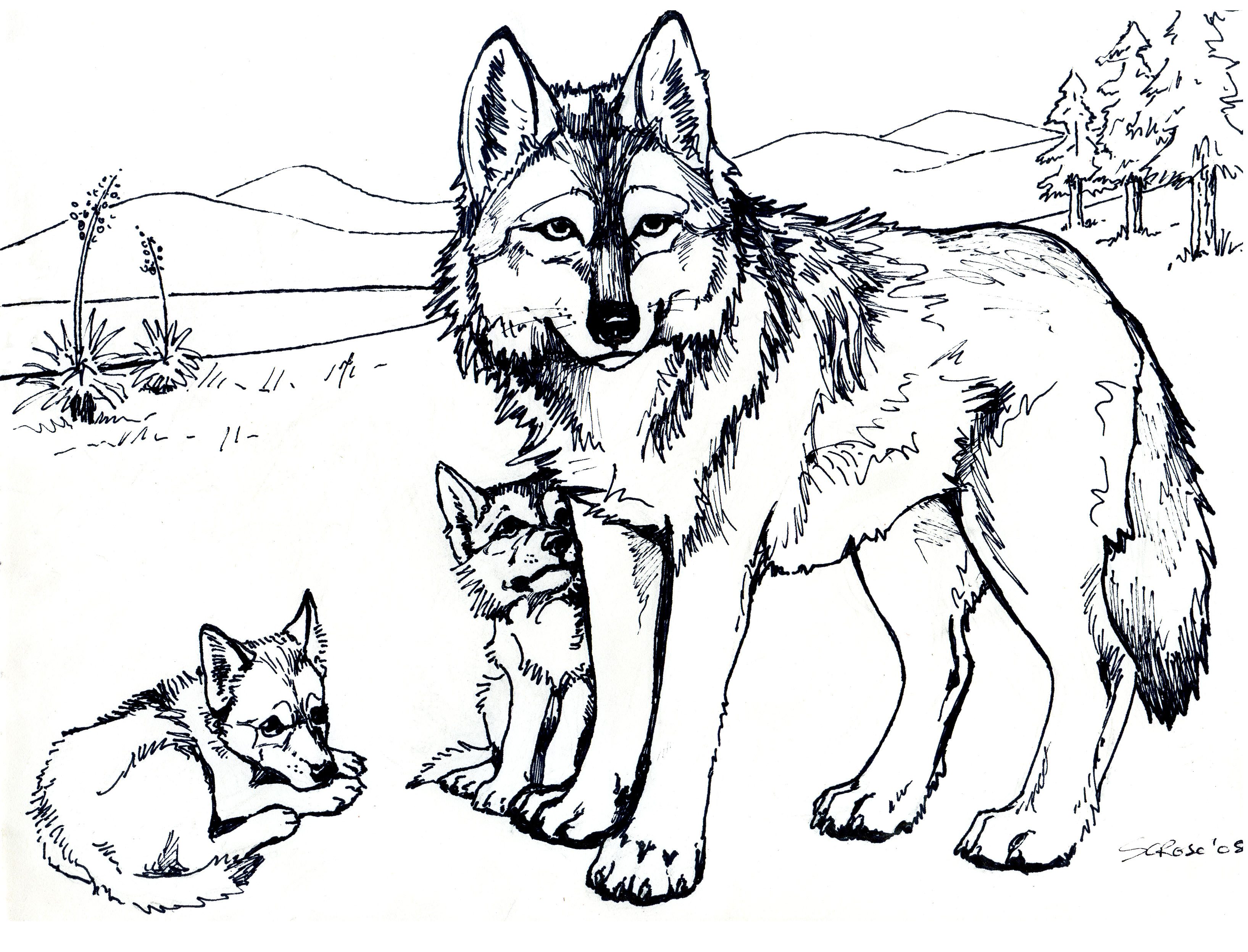 Wolf Coloring Pages for Adults   Best Coloring Pages For Kids
