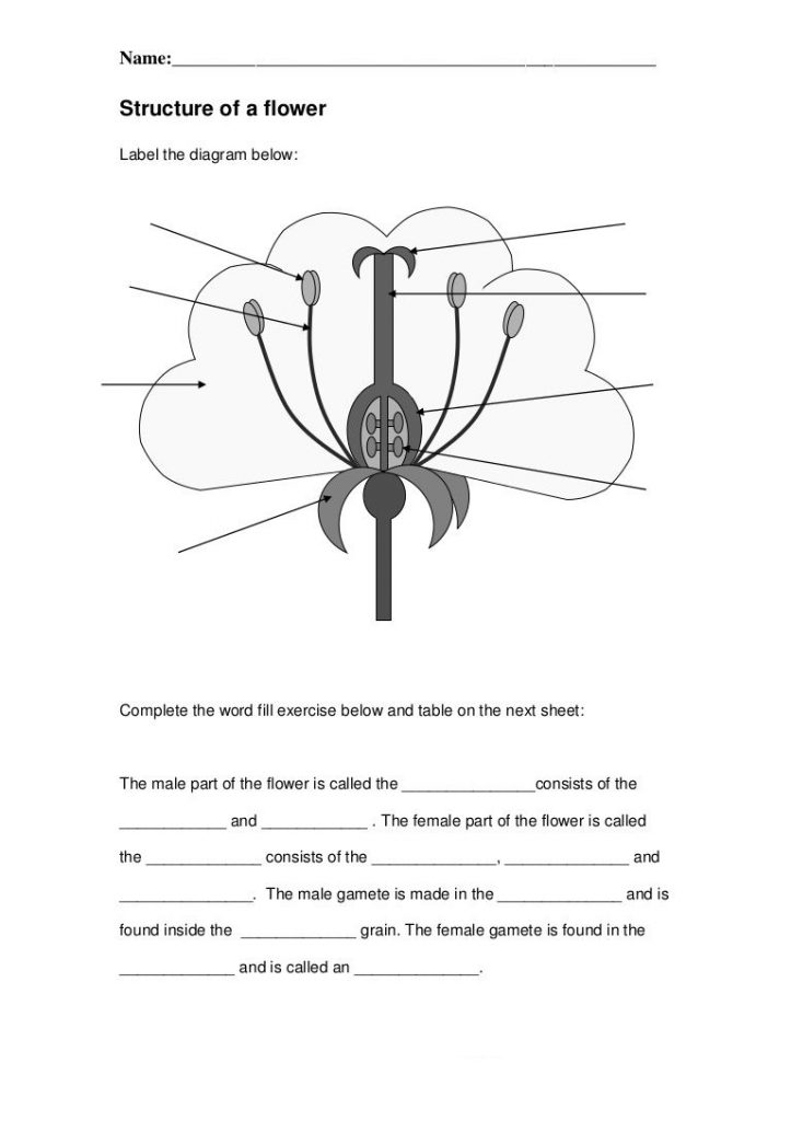 4th Grade Science Worksheets Free Printable