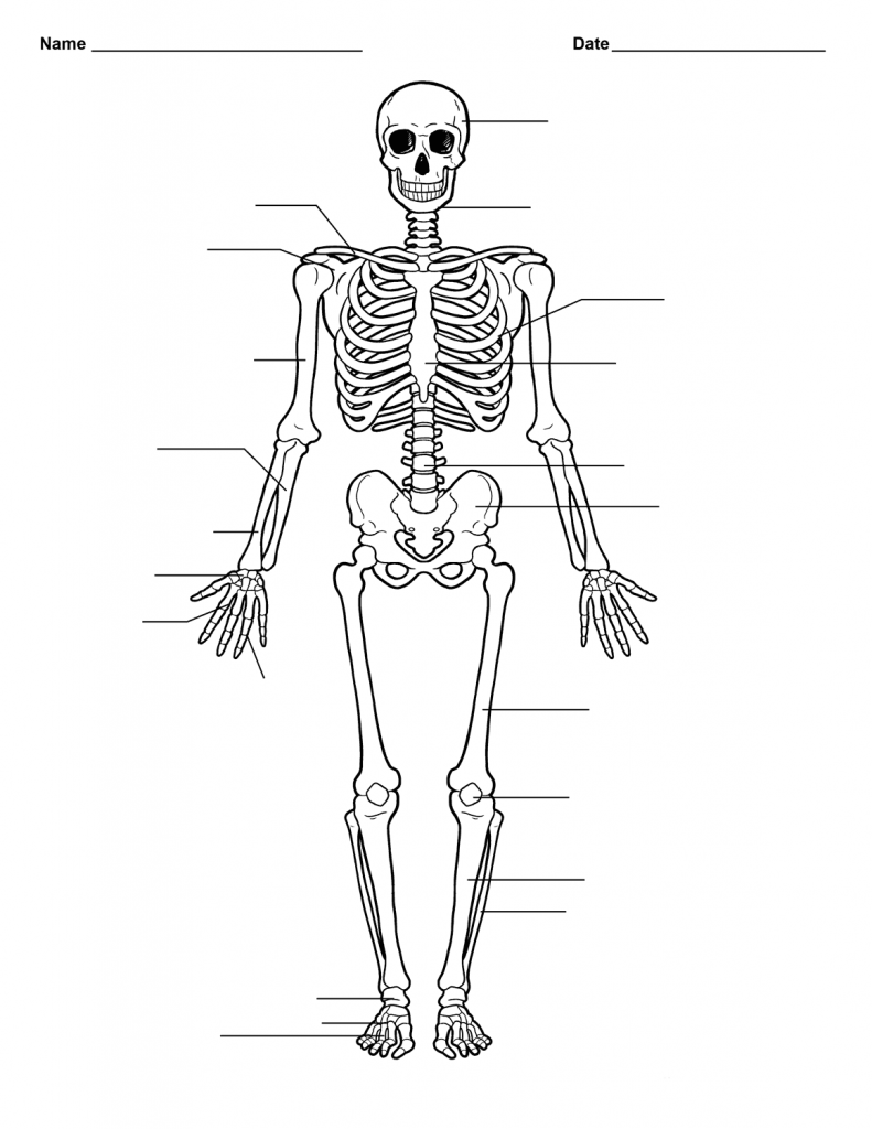 Bones - 4th Grade Science Worksheet