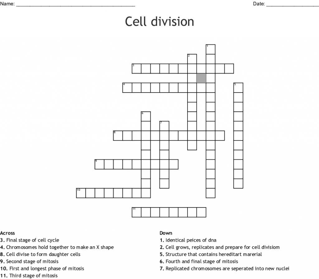 Cell Division - 4th Grade Science Worksheet