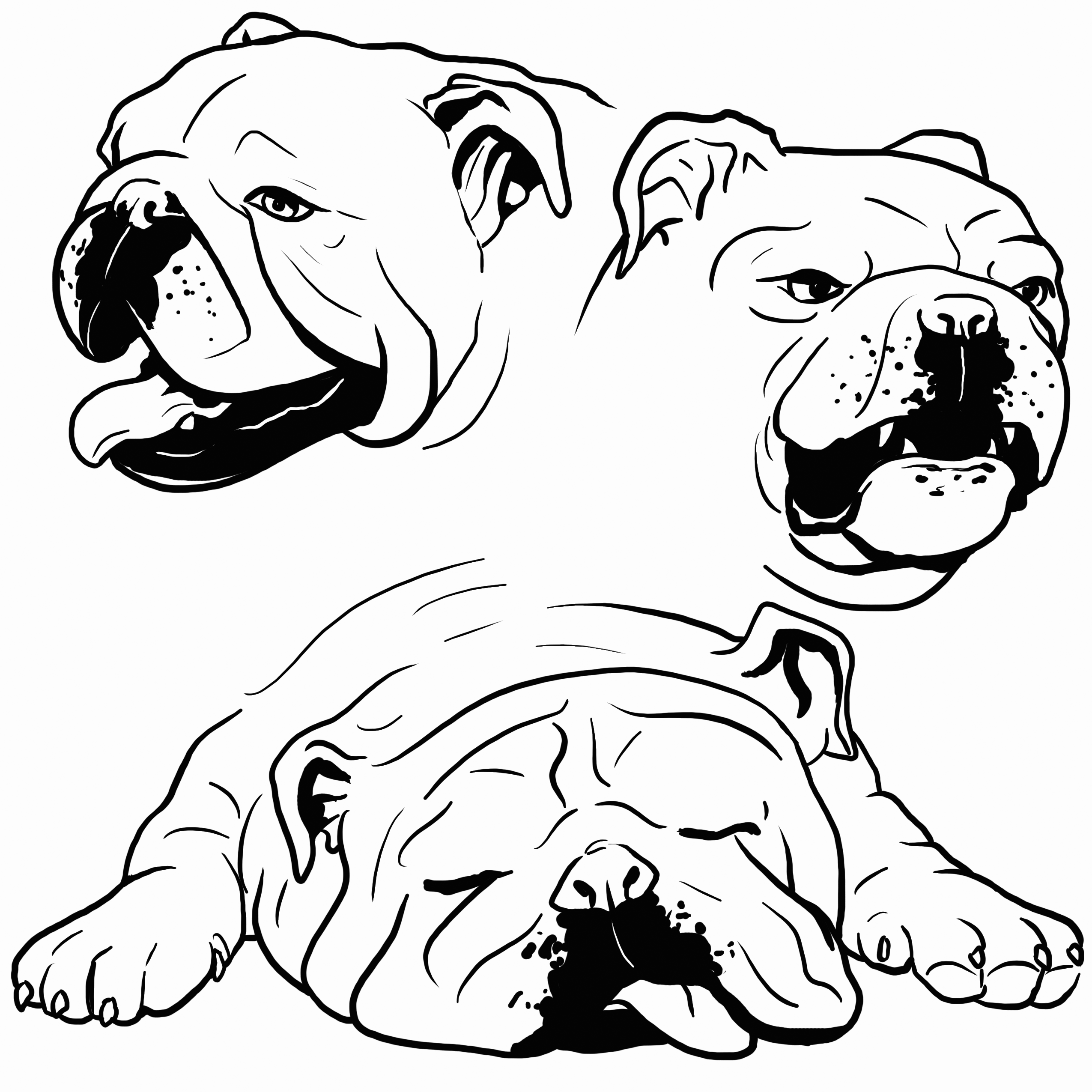 Bulldog Coloring Pages Printable Printable Word Searches