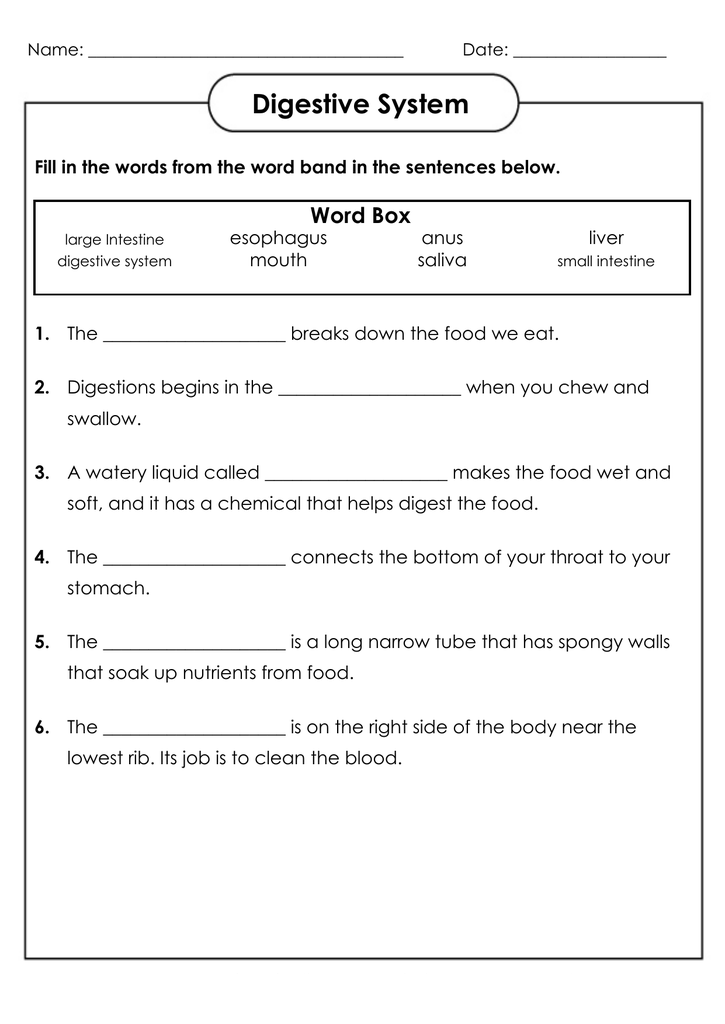 Digestive System 4th Grade Science Worksheet