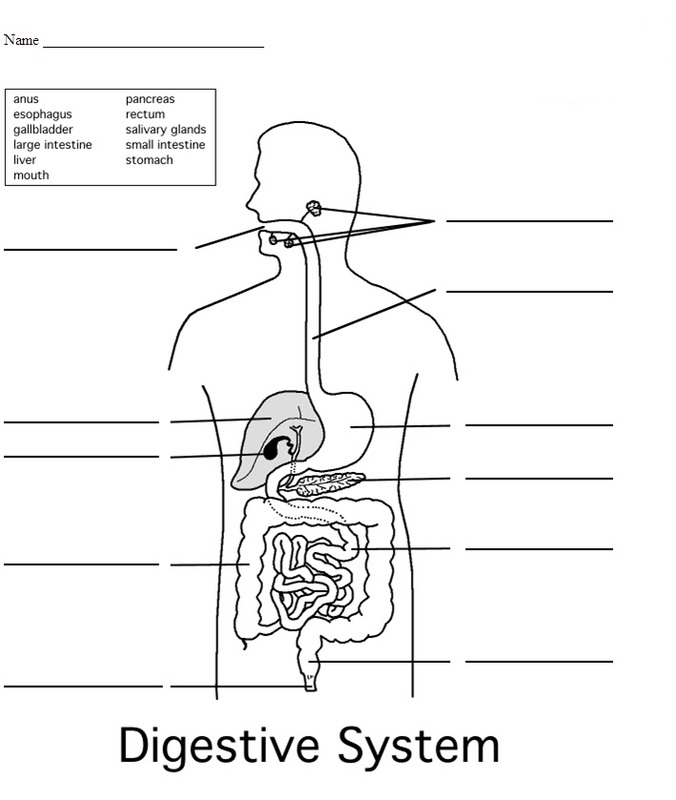 4th Grade Science Worksheets - Best Coloring Pages For Kids