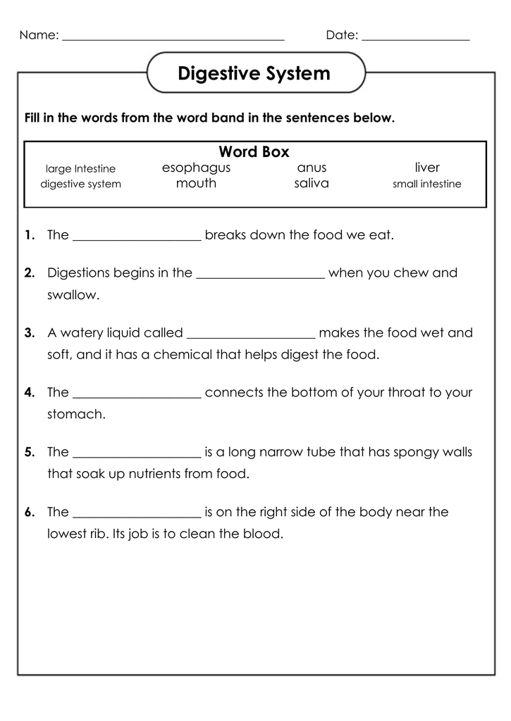 digestive-and-excretory-system-worksheet