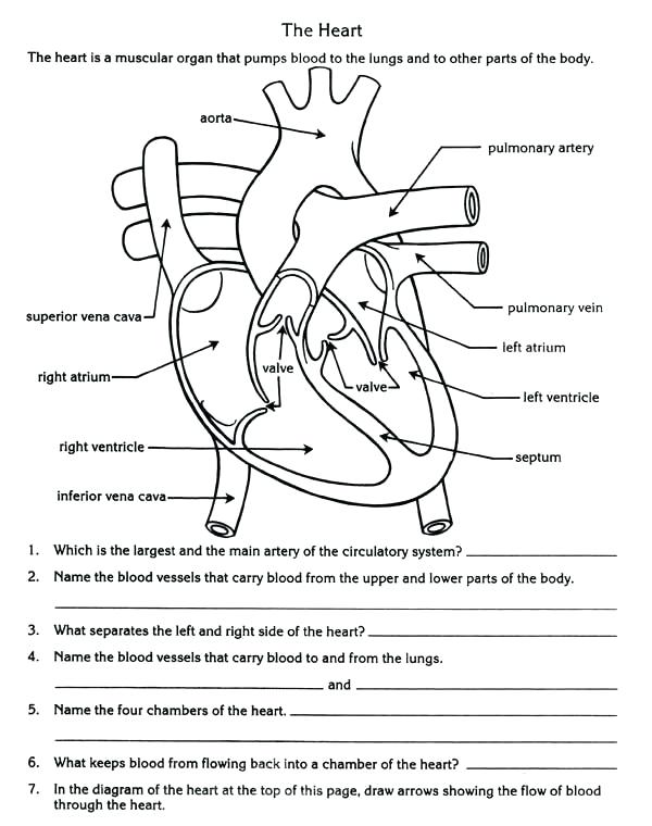 Heart Parts - 4th Grade Science Worksheet