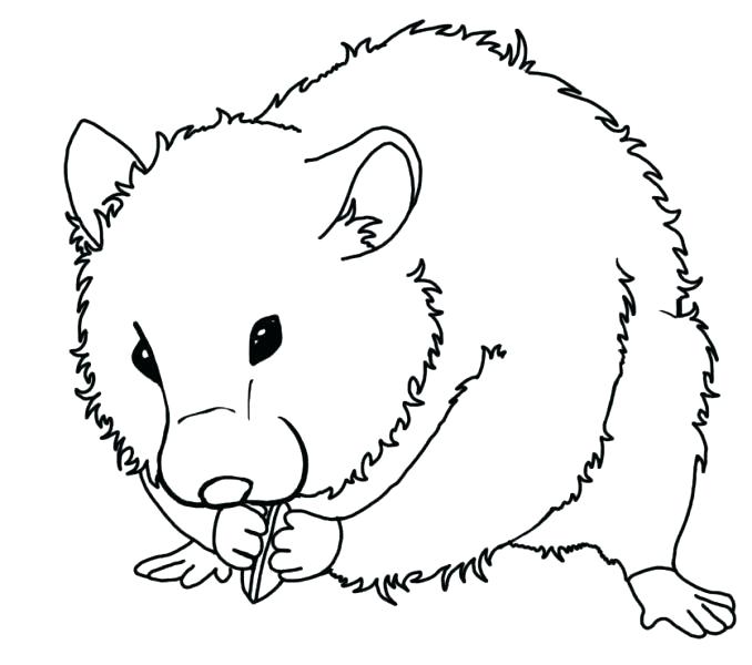 Hamster Coloring Pages - Best Coloring Pages For Kids