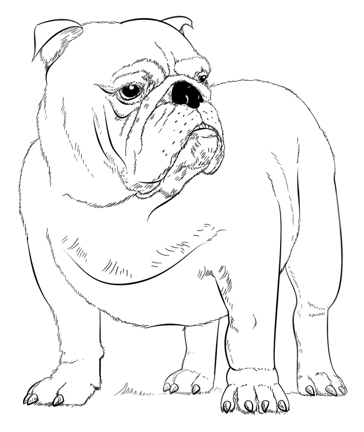 bulldog-coloring-pages-best-coloring-pages-for-kids