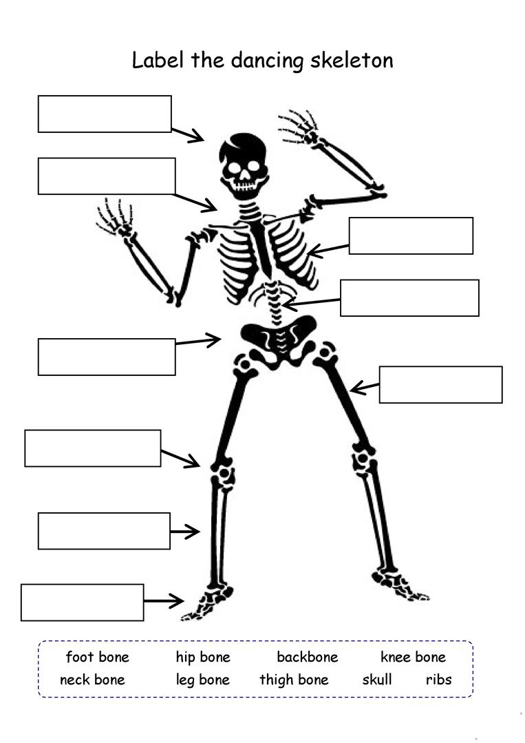 Free Printable Label A Skeleton Worksheet