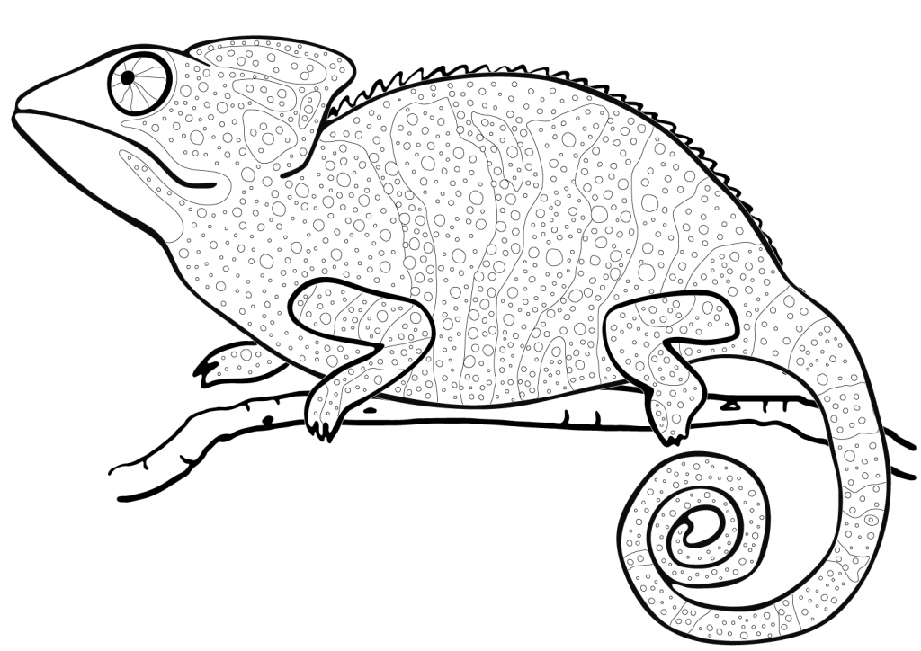 Chameleon Coloring Pages