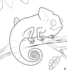 Chameleon Coloring Pages - Best Coloring Pages For Kids