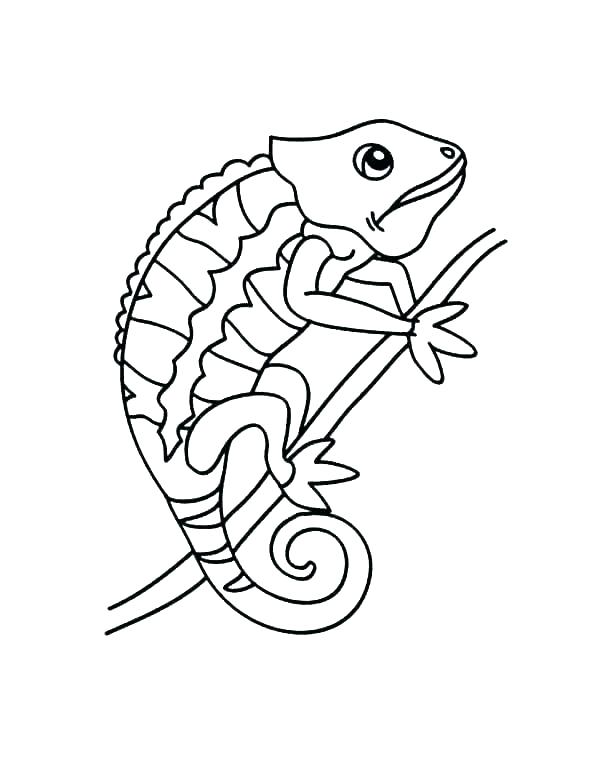 Chameleon Coloring Pages for Kids