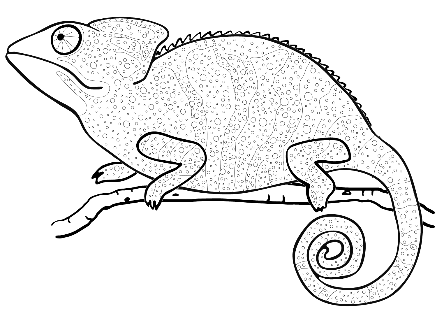 chameleon coloring pages - best coloring pages for kids