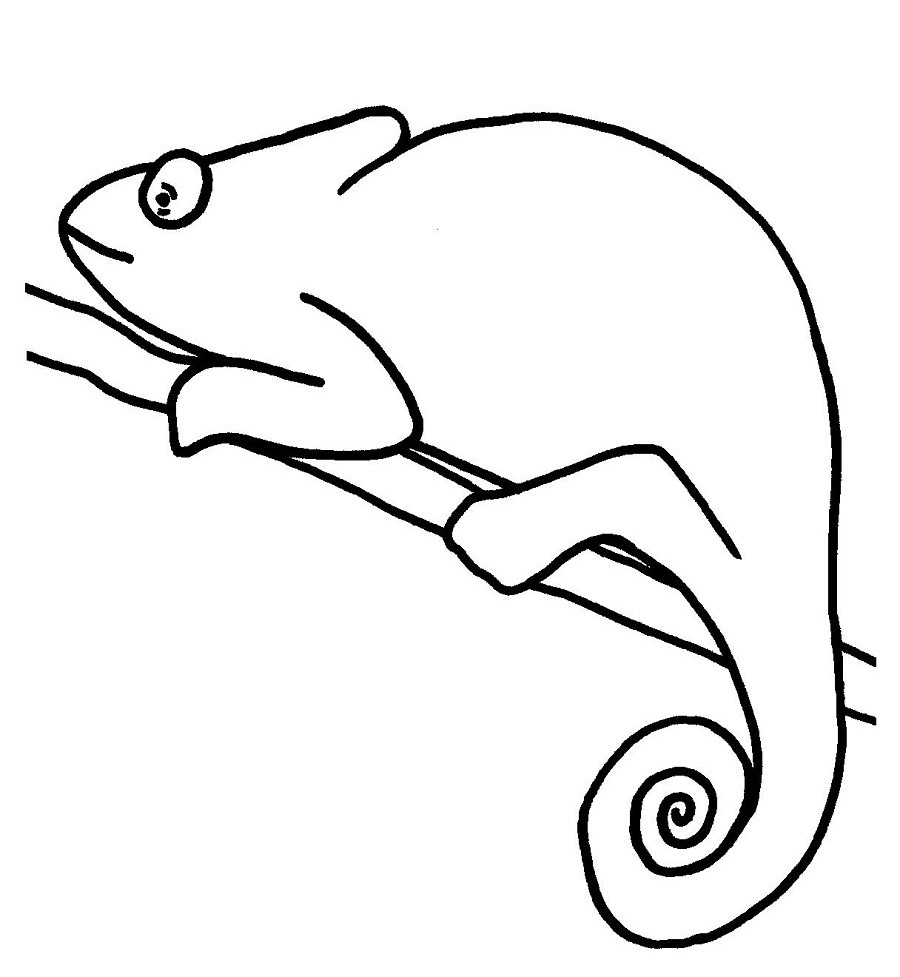 Chameleon Coloring Pages - Best Coloring Pages For Kids