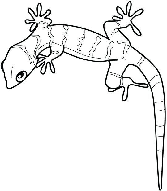 Cute Gecko Coloring Pages
