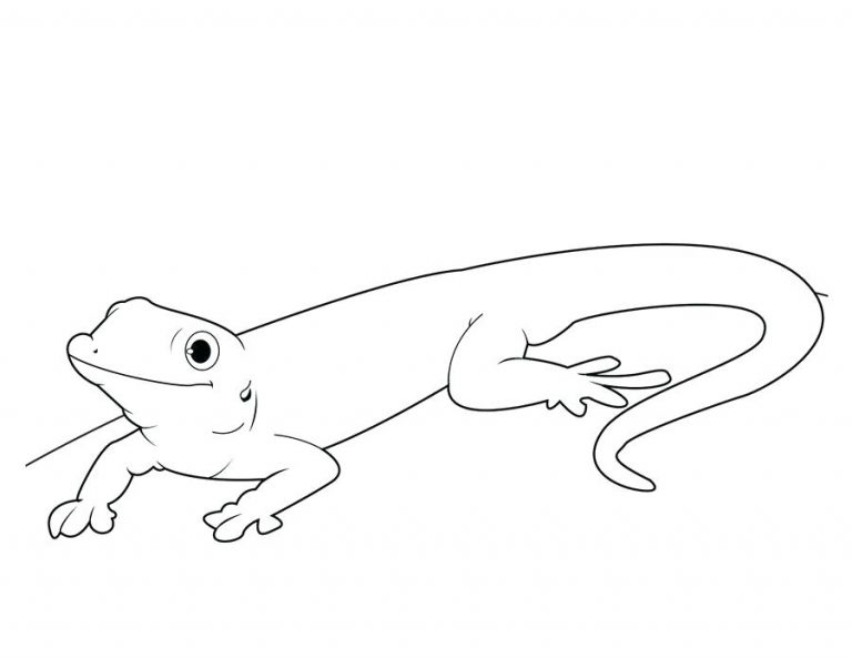 Gecko Coloring Pages - Best Coloring Pages For Kids