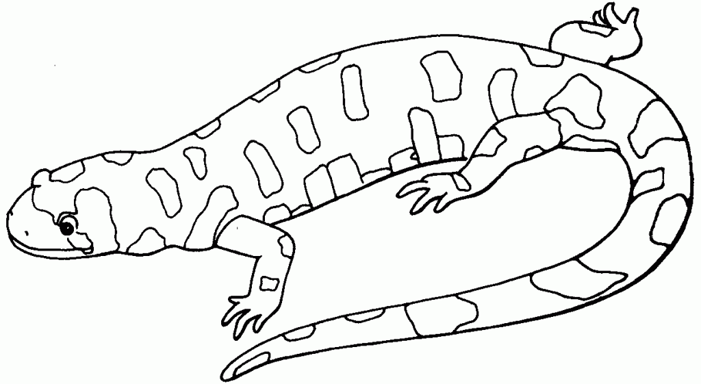 Gecko Coloring Page