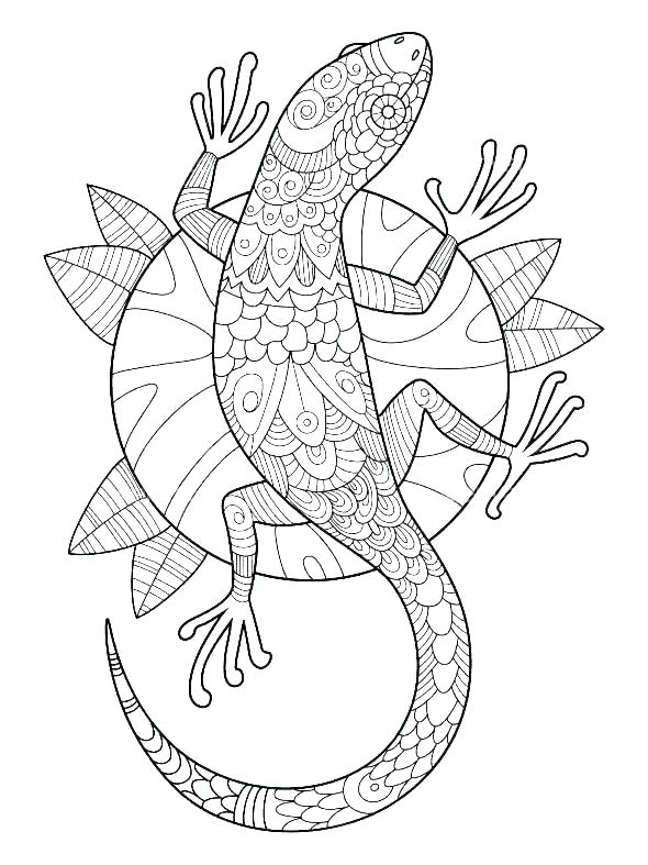 Gecko Coloring Pages - Best Coloring Pages For Kids