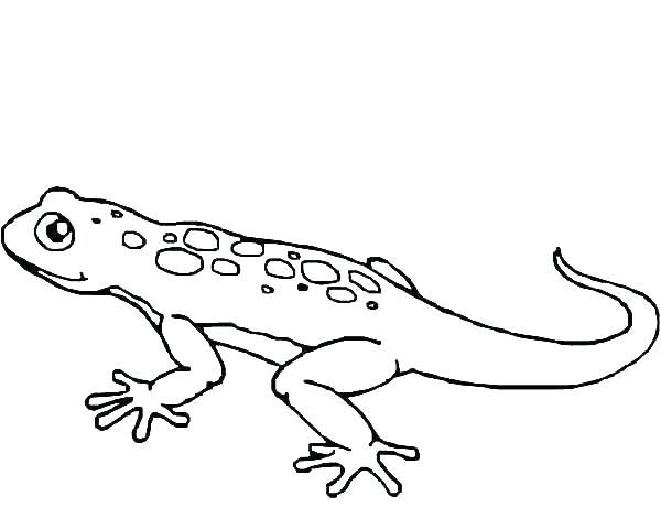 Gecko Printable Coloring Page