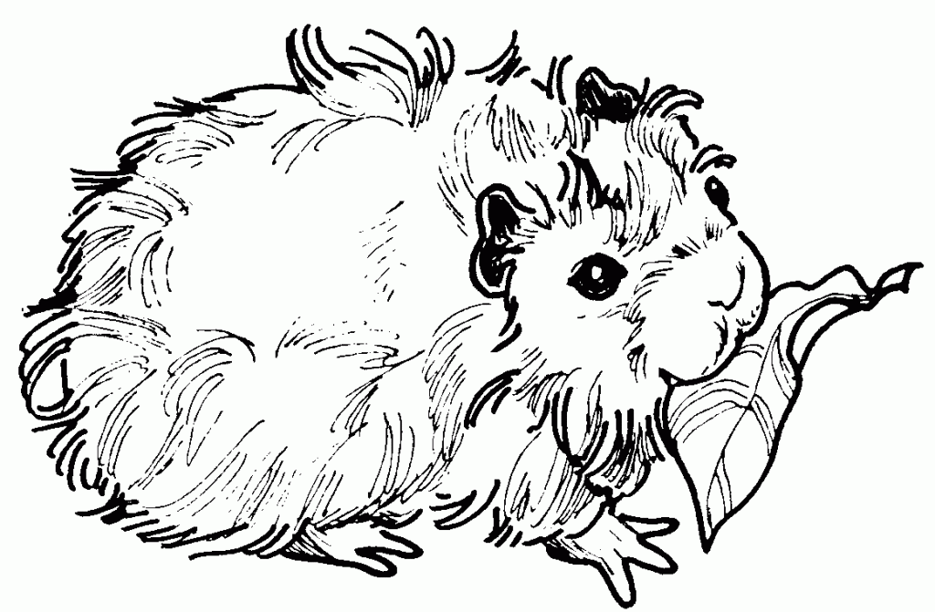 Guinea Pig Coloring Pages