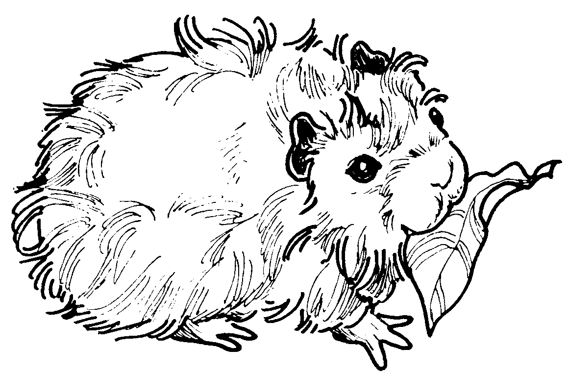 Guinea Pig Coloring Book for Adults: An Adult Coloring Pages with