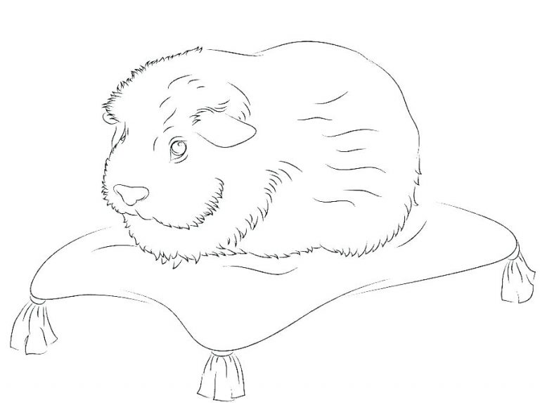 Guinea Pig Coloring Pages - Best Coloring Pages For Kids