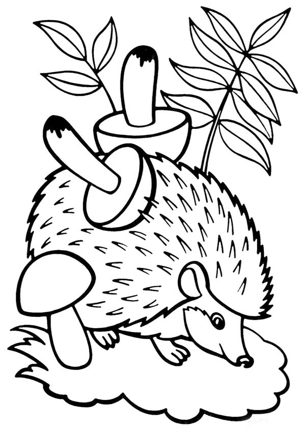 Hedgehog Printable Coloring Pages