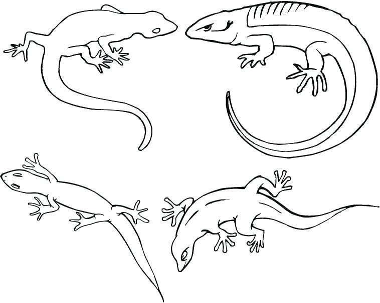 Lizards - Gecko Coloring Page