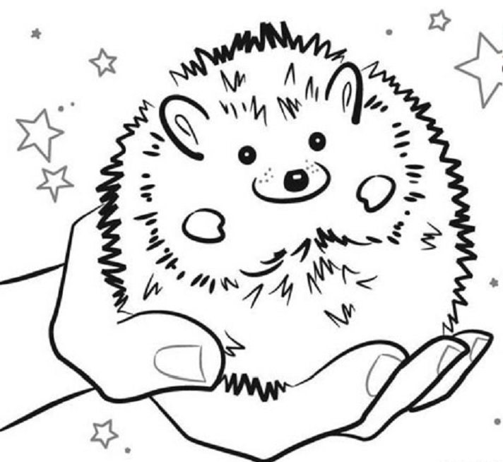 Pet Hedgehog Coloring Pages