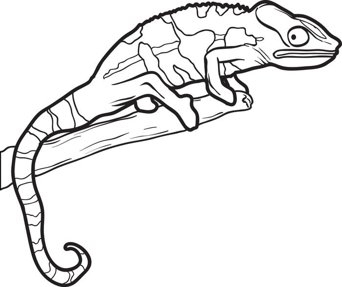 Print Chameleon Coloring Pages