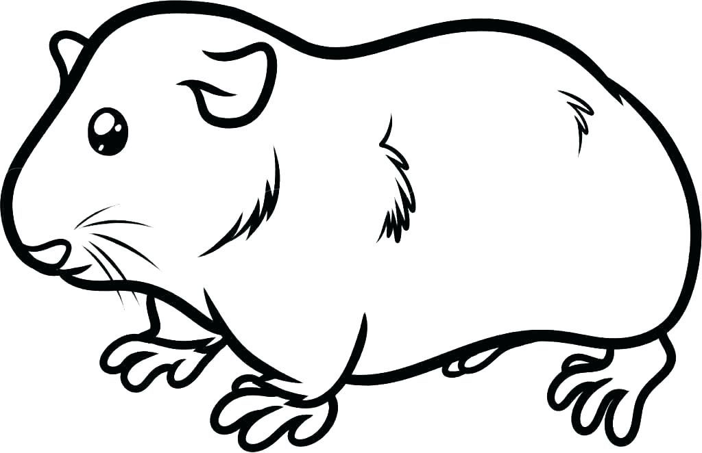 Print Guinea Pig Coloring Pages