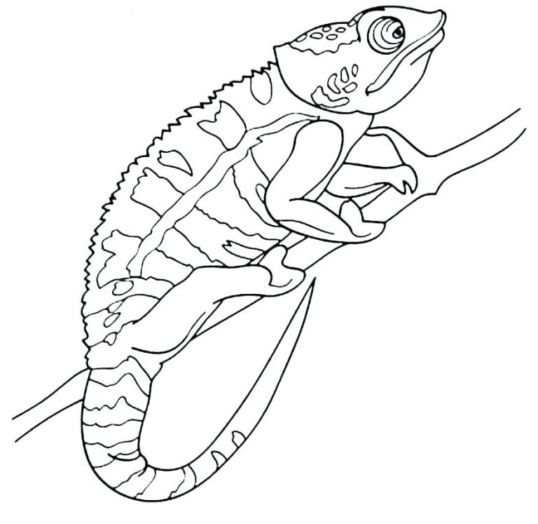 chameleon-coloring-pages-best-coloring-pages-for-kids
