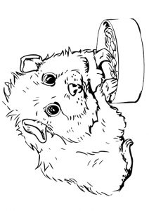 Guinea Pig Coloring Pages - Best Coloring Pages For Kids