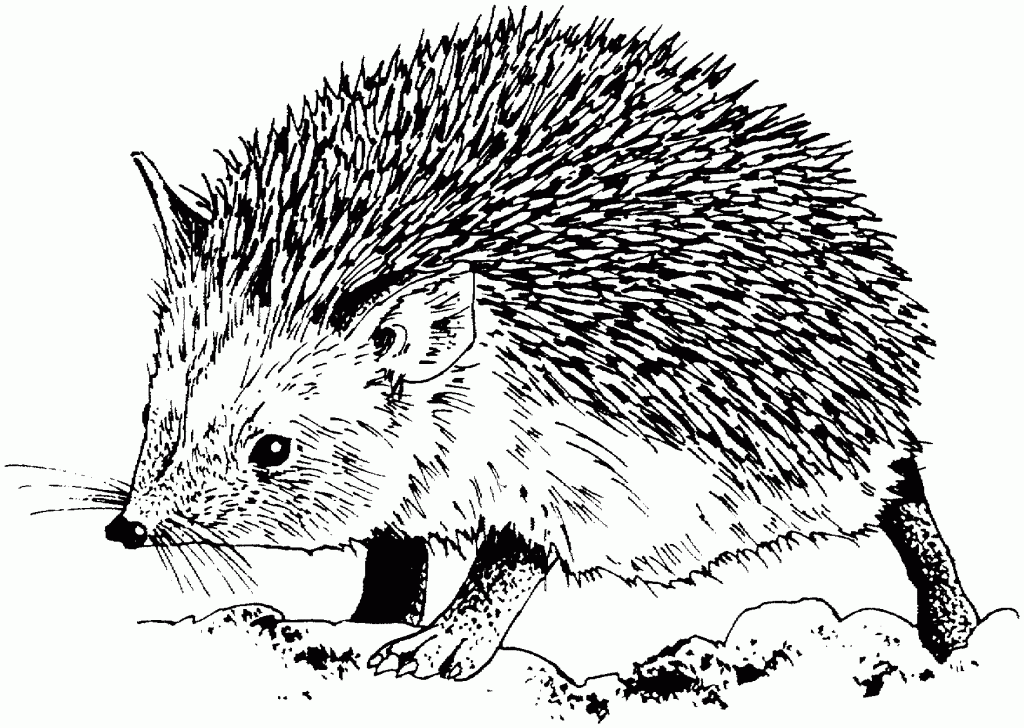 Realistic Hedgehog Coloring Pages