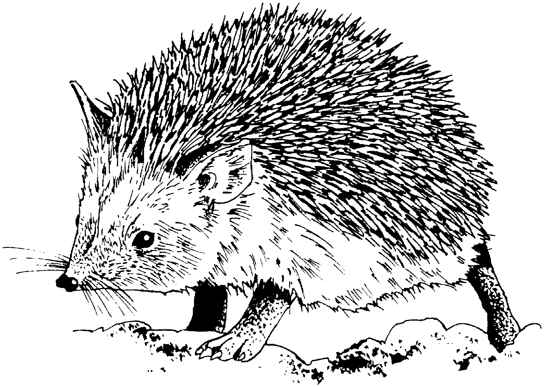 Hedgehog Coloring Pages   Best Coloring Pages For Kids