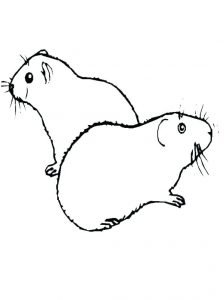 Guinea Pig Coloring Pages - Best Coloring Pages For Kids