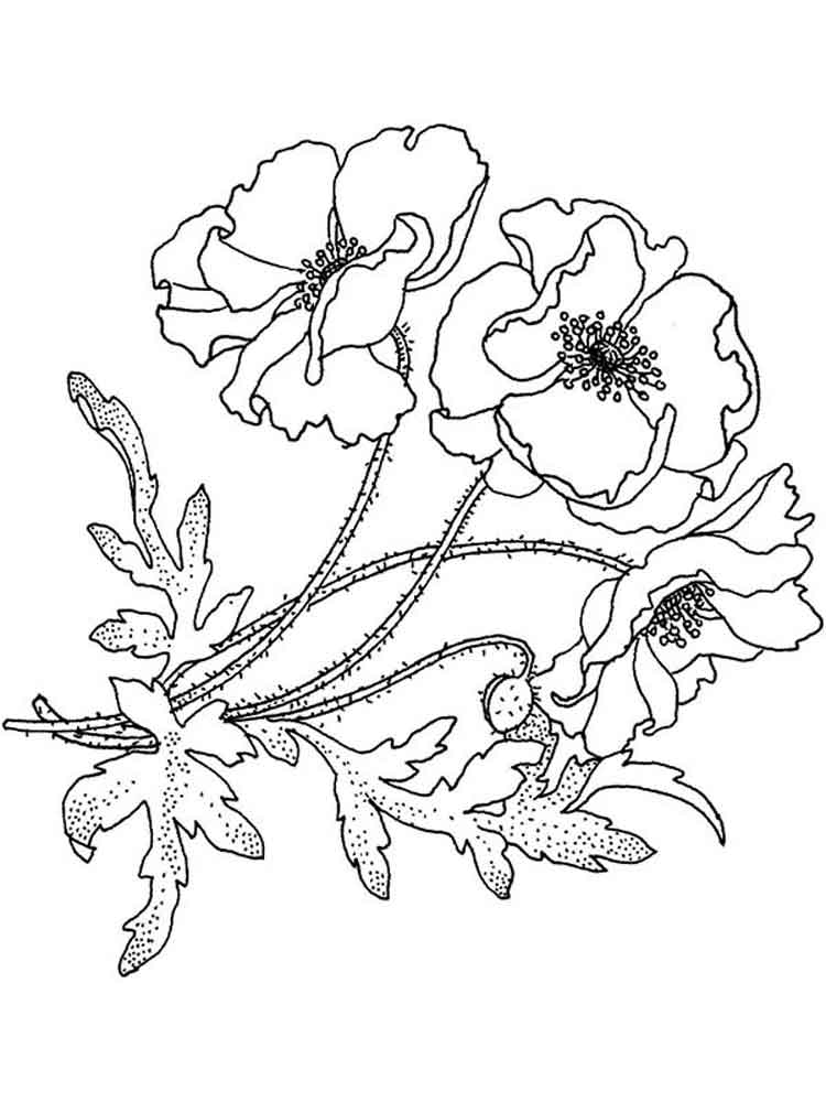 Coloring Pages Poppy Flower - Remembrance Day Coloring Pages / It is a ...