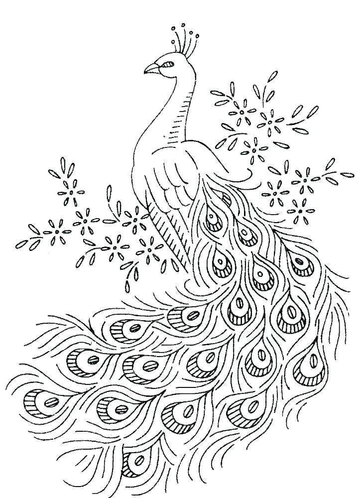 Peacock Printable Template