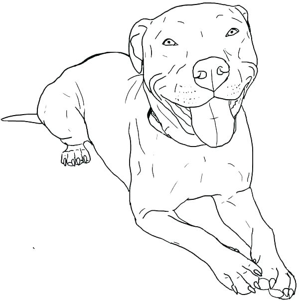 Pitbull Coloring Pages Best Coloring Pages For Kids