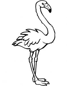 Flamingo Coloring Pages - Best Coloring Pages For Kids