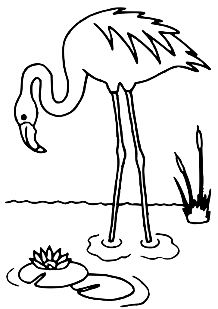 Flamingo Coloring Pages