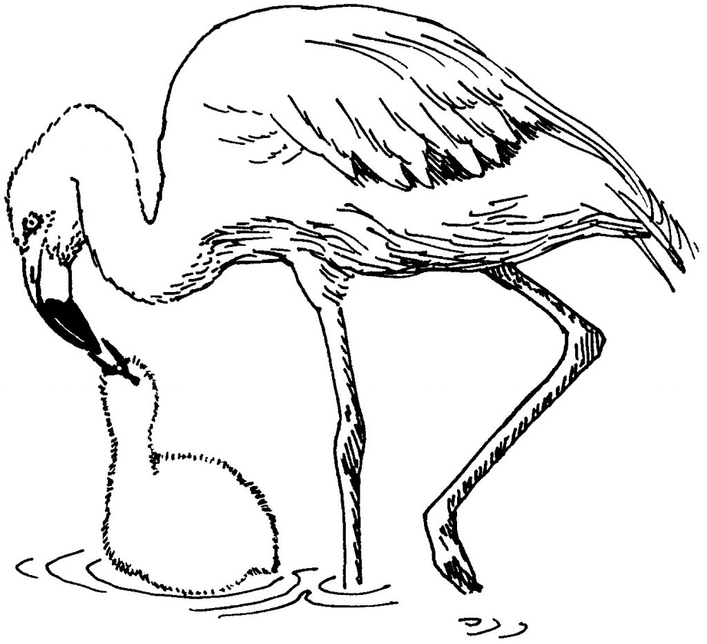 Flamingo Mom and Baby Coloring Page