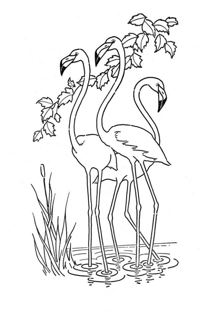 Flamingos Coloring Page