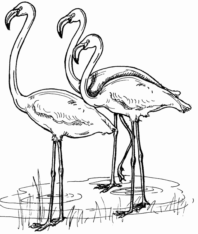 flamingo-coloring-pages-best-coloring-pages-for-kids